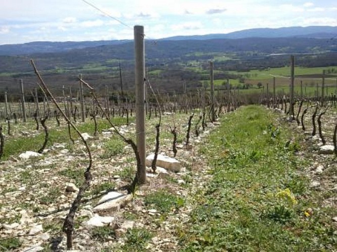 Domaine de la Belière