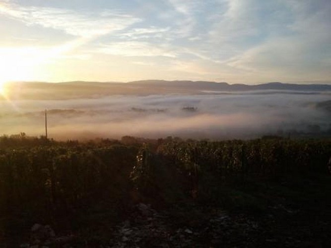 Domaine de la Belière