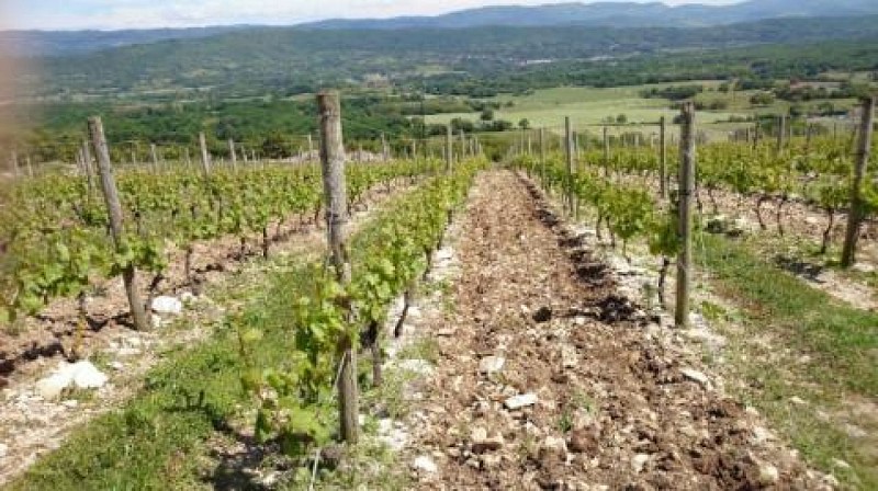 Domaine de la Belière