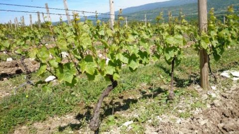 Domaine de la Belière