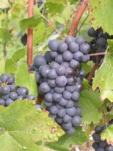 Domaine de la Belière