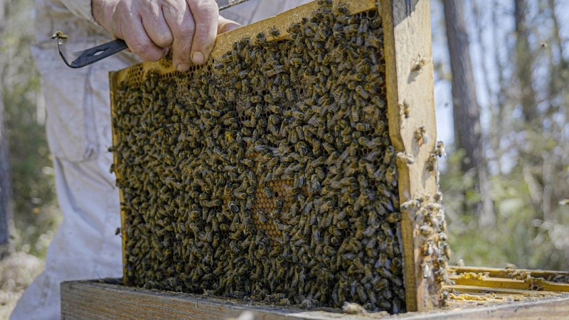 cadre d'abeilles Ruchers du Born (Copier)