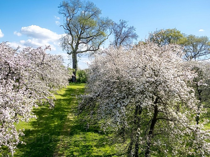Verger de Roncheville - Domaine des rouges terres - ©Verger de Roncheville