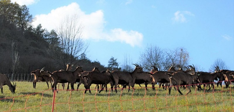 Ferme de la chèvre Bleue