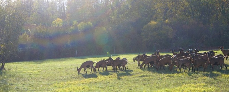 Ferme de la chèvre Bleue