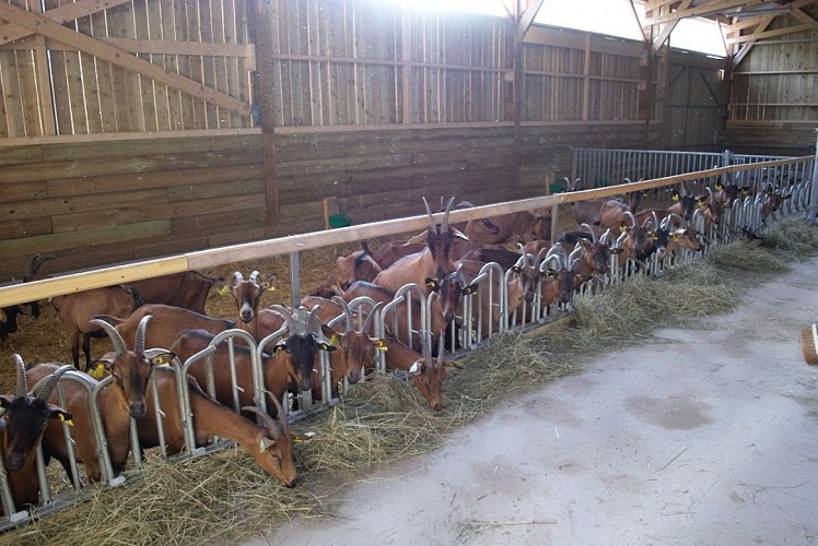 Ferme de la chèvre Bleue_5