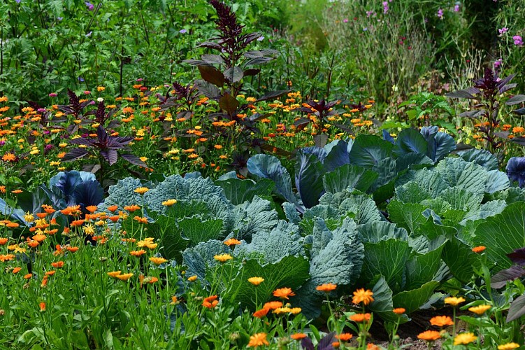 Nancy Bougnol - seasonal vegetables