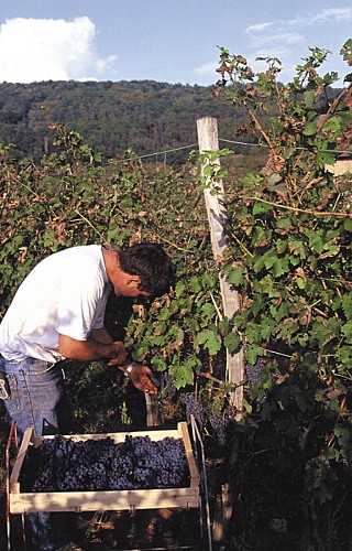 Vin de paille AOC de Corrèze Le miel des muses