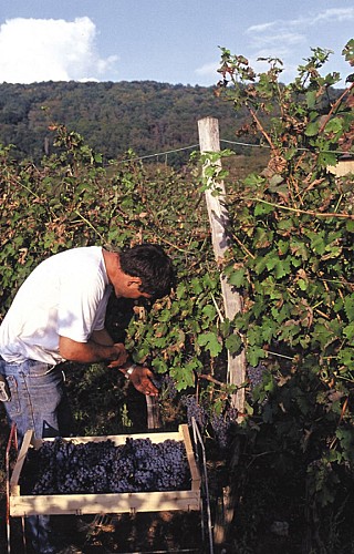 AOC straw wine from Corrèze Le miel des muses