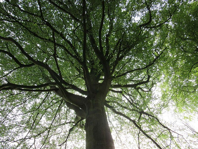 Arbre à la Vierge