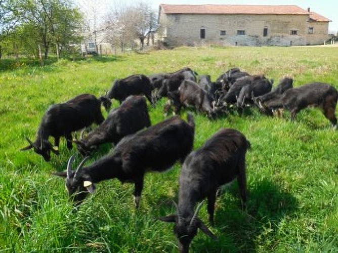 Une chèvre sur un mur