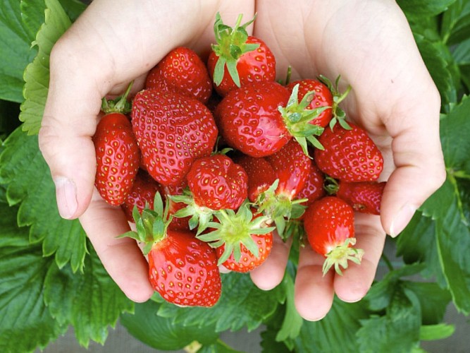 La toute petite ferme