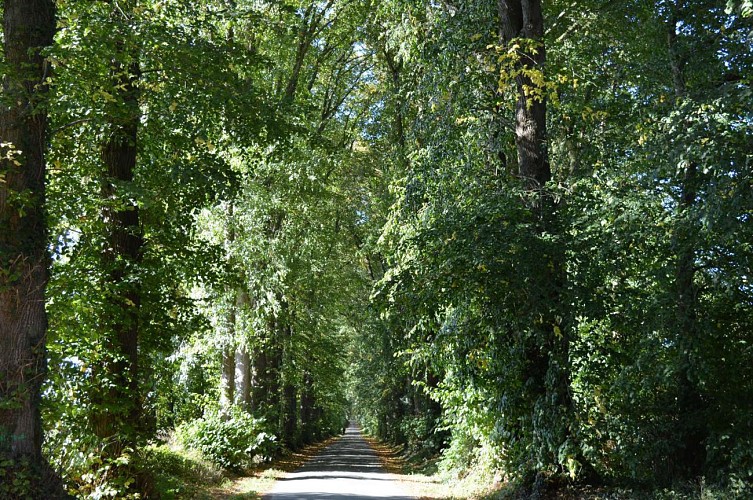 Allée des Tilleuls