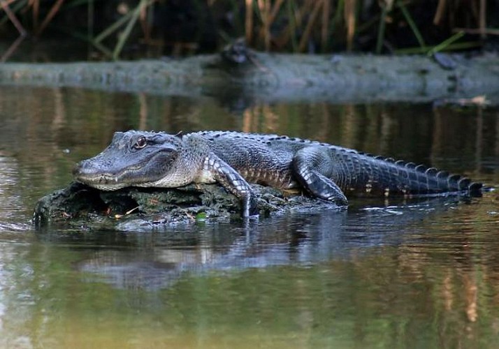 Tour en bateau dans les bayous (Parc National Jean Lafitte) - Nouvelle Orléans