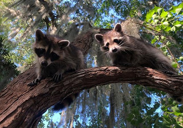 Tour en bateau dans les bayous (Parc National Jean Lafitte) - Nouvelle Orléans