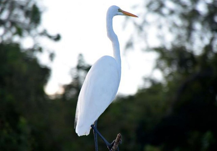 Tour en bateau dans les bayous (Parc National Jean Lafitte) - Nouvelle Orléans