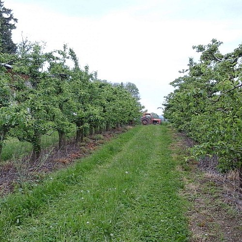 Vergers de Pommoire à Saint Léonard de Noblat