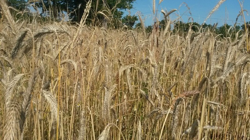 Le blé_2