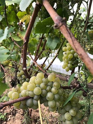 Les Vignes du Repaire de Noblat