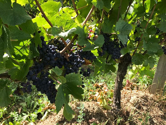 Les Vignes du Repaire de Noblat_3