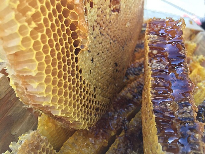 Les ruchers de la Renaudie - Tassié François - apiculteur