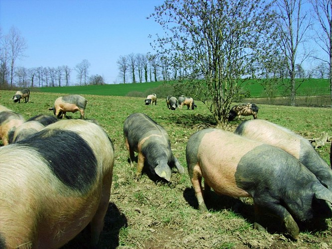Porc "Cul noir"