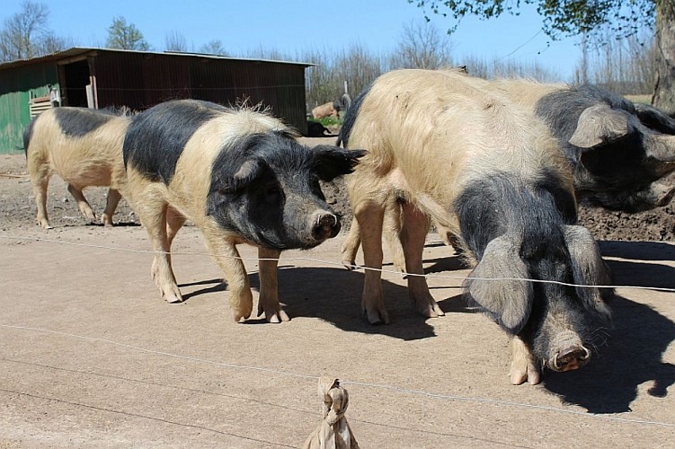 Producteur de porc Cul Noir : Guy Tallet