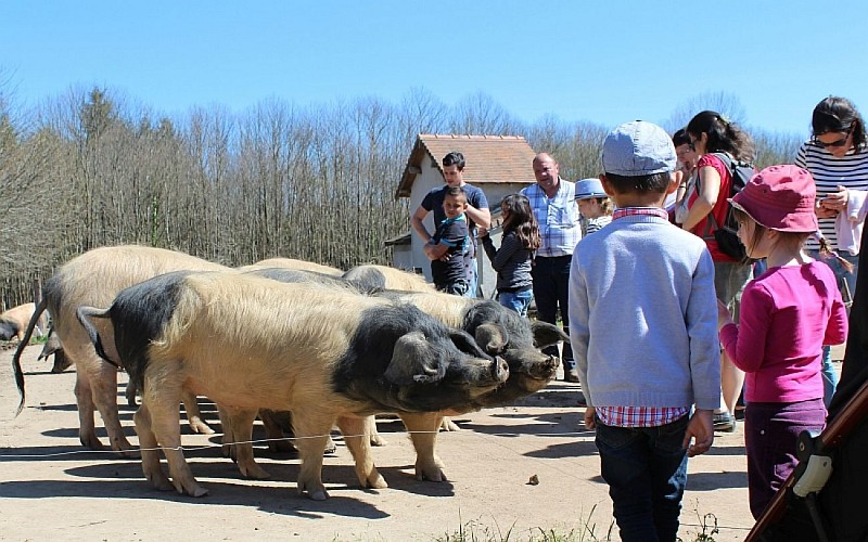 Producteur de porc Cul Noir : Guy Tallet