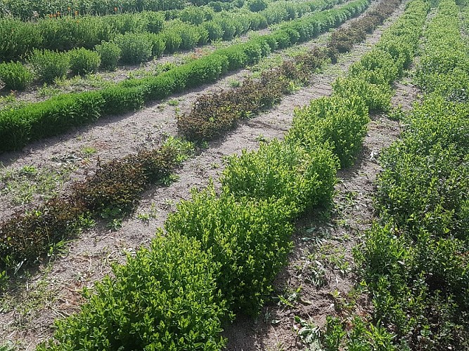 L'Or des Simples - Plantes aromatiques et médicinales, tisanes, hydrolats, encens, coulis, gelées et miels