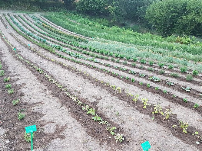 L'Or des Simples - Plantes aromatiques et médicinales, tisanes, hydrolats, encens, coulis, gelées et miels