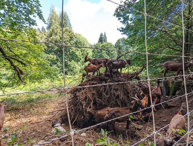 Ecopaturage-a-l-arboretum-2 ONF