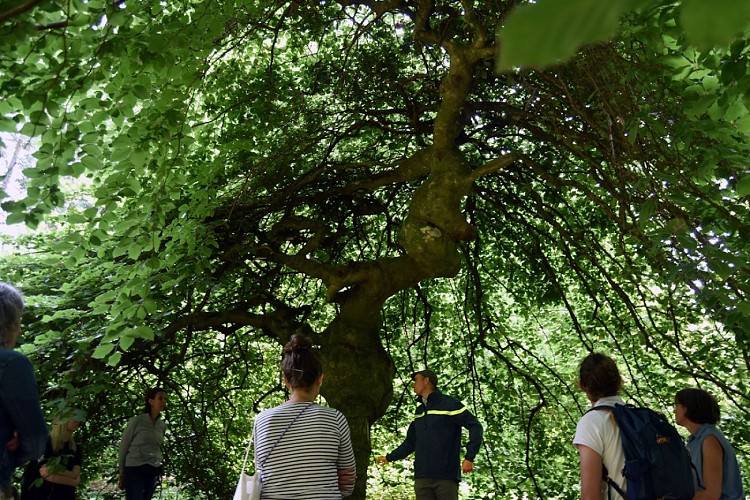 Visite arboretum domanial avec l'office national des forêts