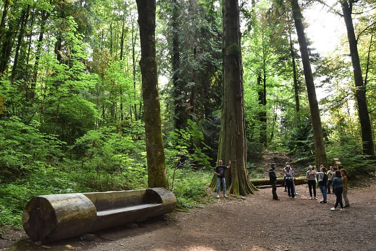 Visite arboretum domanial avec l'office national des forêts