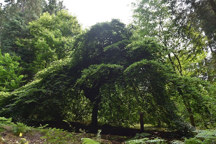 Visite arboretum domanial avec l'office national des forêts