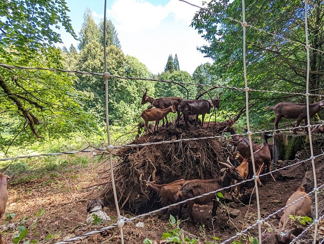 Ecopâturage avec l'office national des forêts