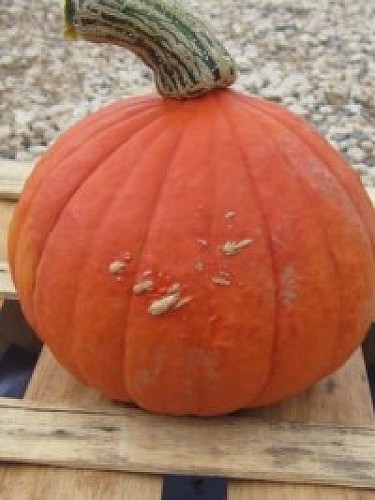 Les Serres de benoît