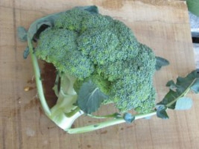Brocoli_1