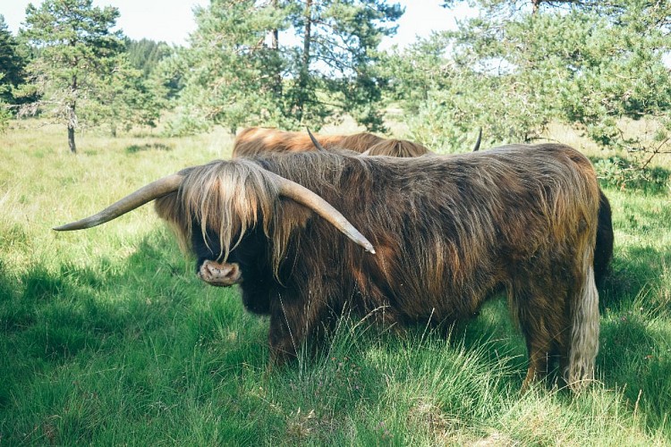 La ferme de Jolie Fleur