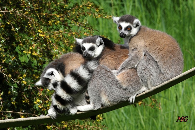 Lemurs cattas_1