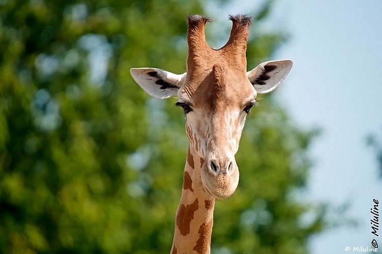Parc Zoo du Reynou - Girafe