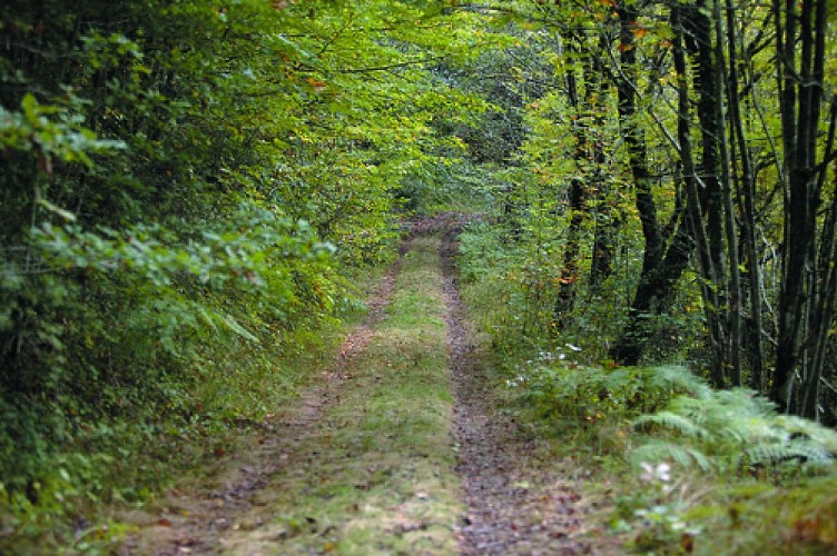 Forêt Domaniale de Lacaune