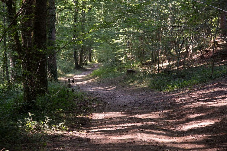 Forêt Départementale de Sérénac