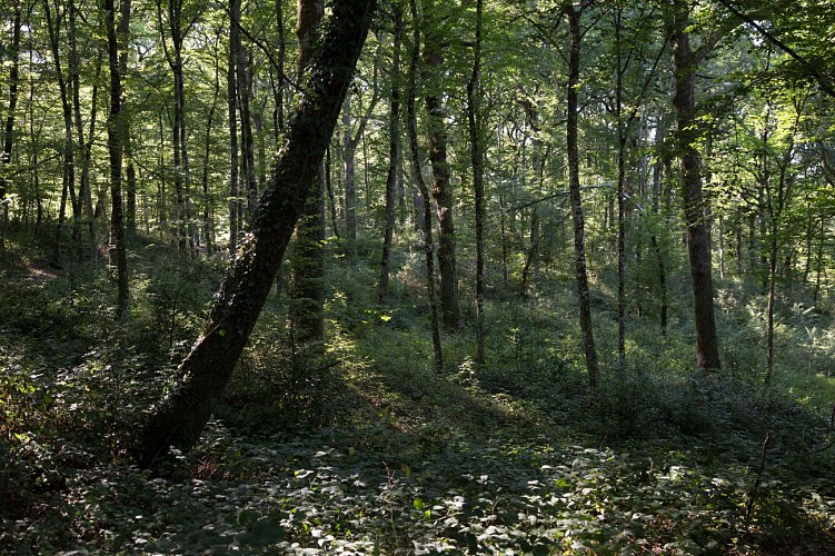 Forêt Départementale de Sérénac