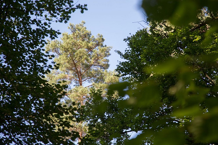 Forêt Départementale de Sérénac