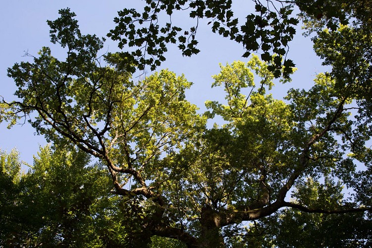 Forêt Départementale de Sérénac