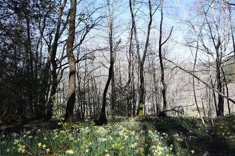 Tourbières / sagnes de Canroute