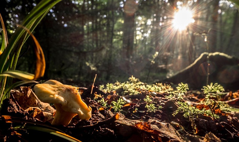 Tablette d'interprétation dans la forêt de Sivens