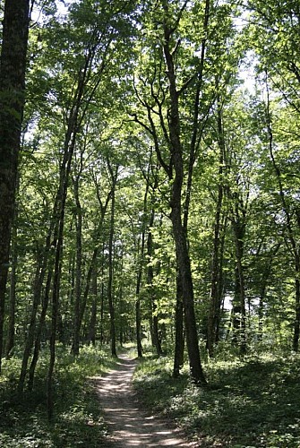 Tablette d'interprétation dans la forêt de Sivens