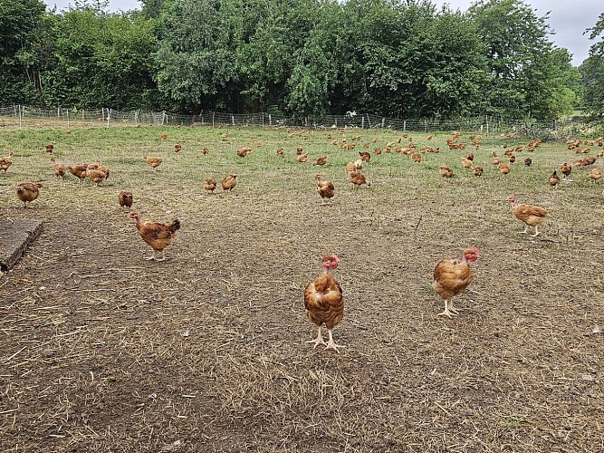 Poulets fermiers au GAEC Chabrely Les Volailles d'Angèle à Saint Paul en Haute-Vienne©GAEC Chabrely