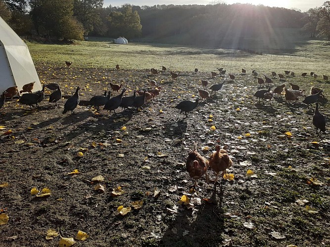 Les volailles d'Angèle